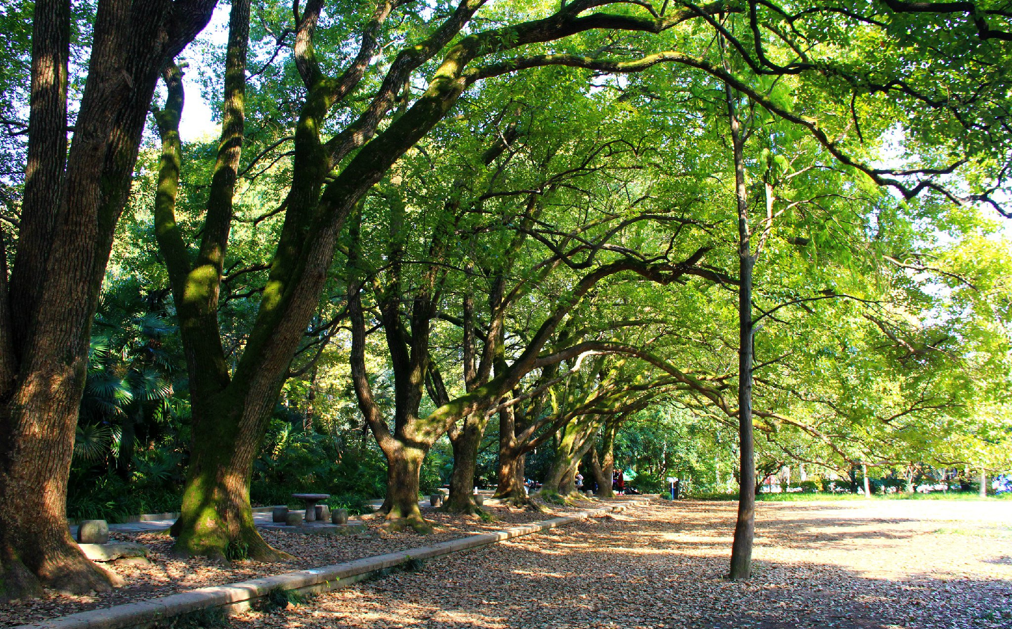 Trees in wuhan university